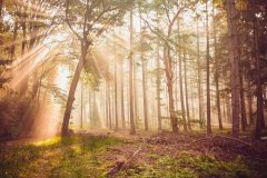 牛象征着勤劳、致富与辟