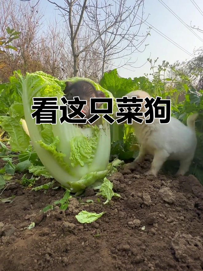 西部格局风云再起 雷霆马刺争夺榜首 文班亚马亚